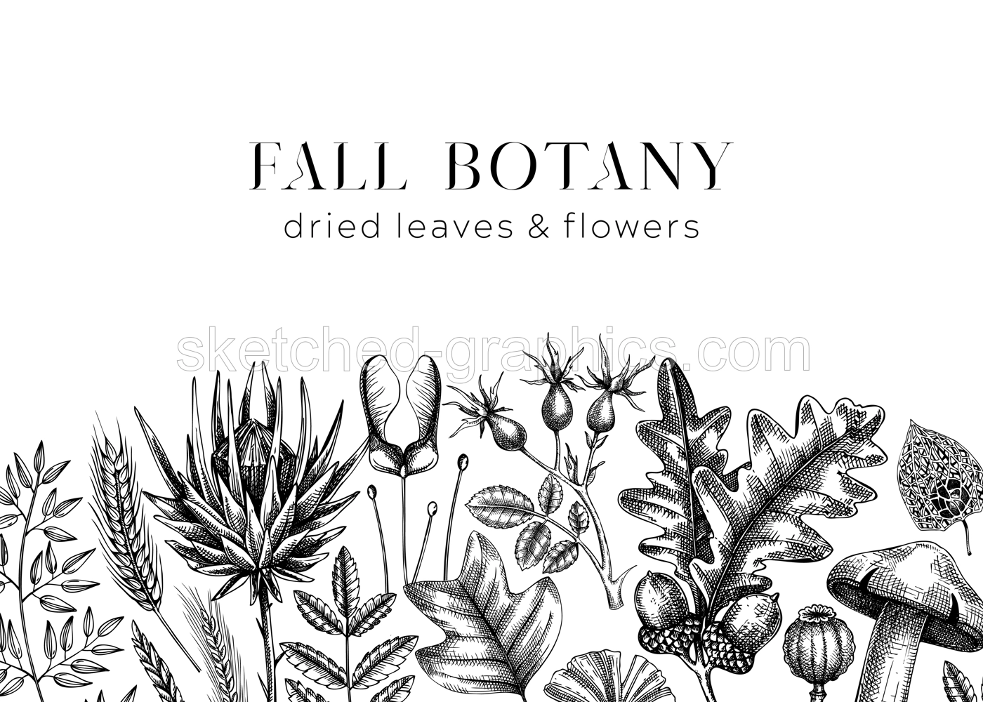 Autumn banner with fallen leaves and dried flowers. Botanical border template. Hand-drawn dried plants, fall leaves, mushrooms, and fruit illustration. Black and white Thanksgiving background. Illustration